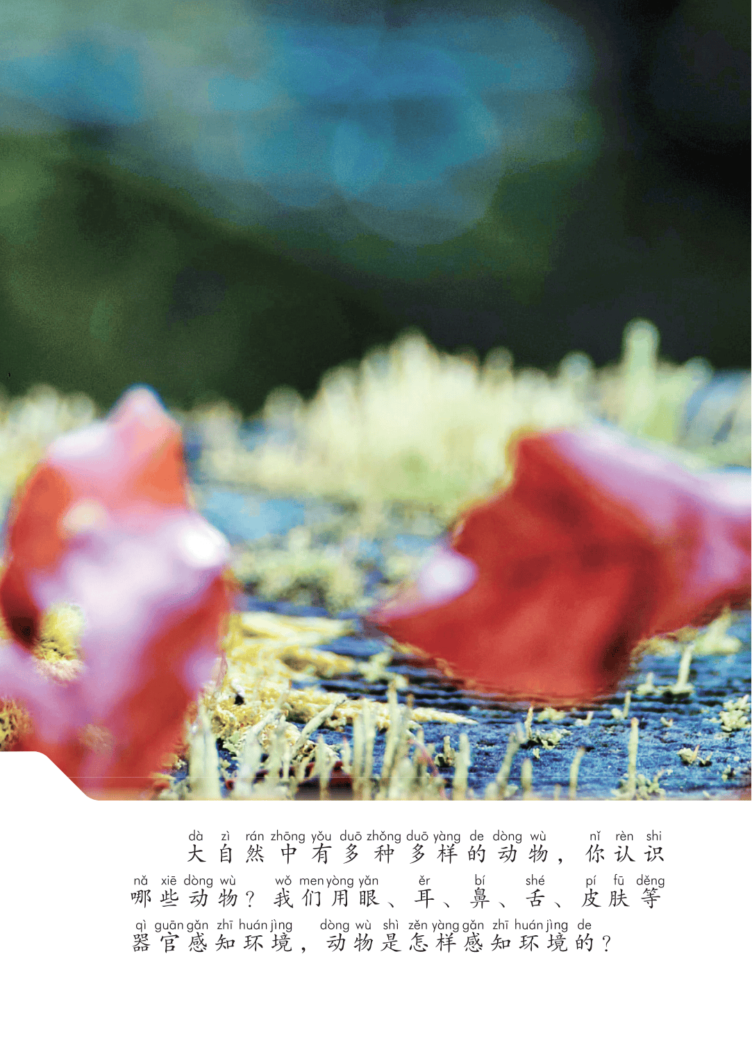 2026青島版一年級(jí)科學(xué)下冊(cè)電子課本(PDF高清版新教材)