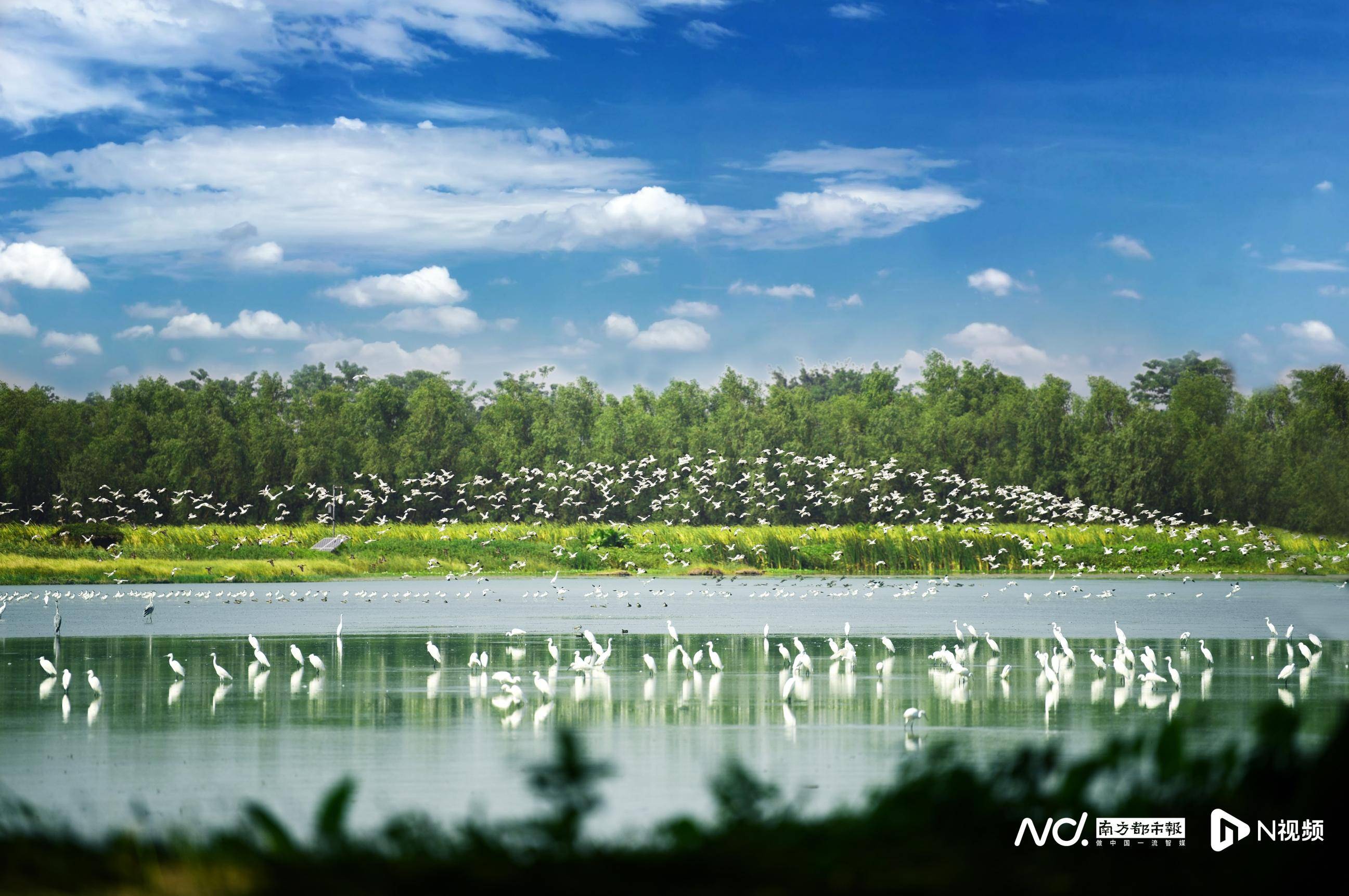 不止看燈！大灣區(qū)燈會周邊漫游指南來了，吃住游攻略一鍵收藏