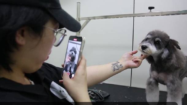 洗剪吹迎新年，寵物美容師成最忙“手藝人”