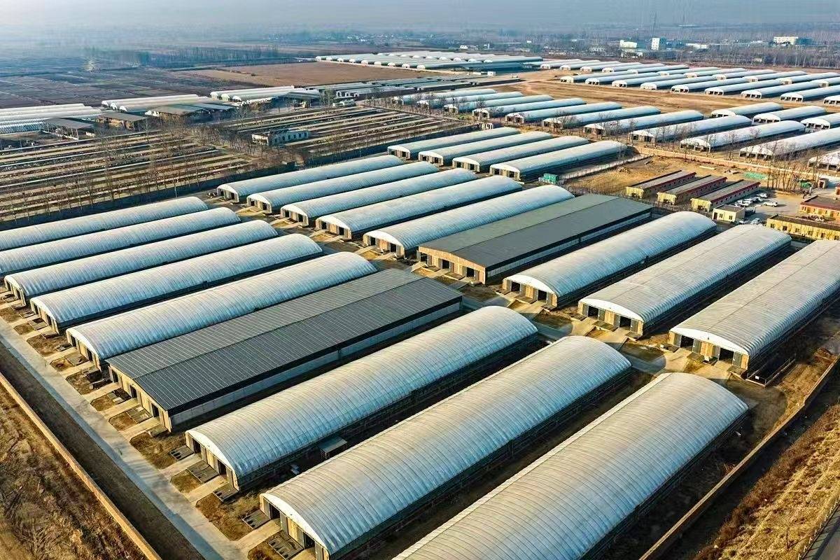 科技“養(yǎng)”出高品質(zhì)牛羊肉 一項國際專利背后的寧夏農(nóng)墾突圍路