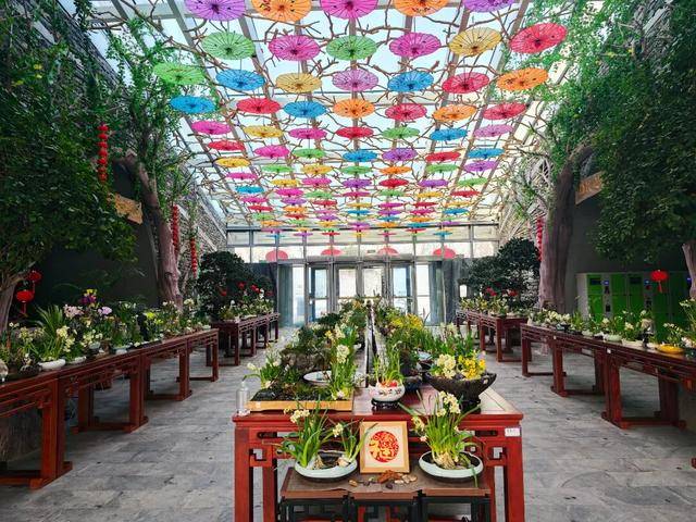 2026年新春水仙花展暨水仙雕刻藝術(shù)展亮相濟南公園