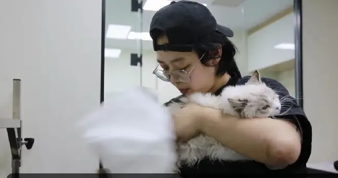 洗剪吹迎新年，寵物美容師成最忙“手藝人”