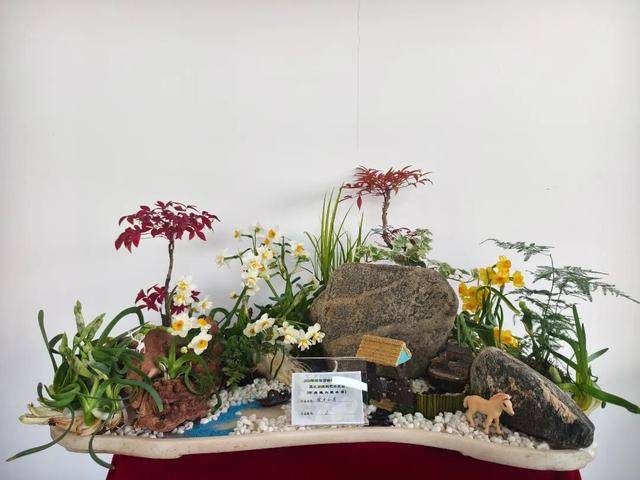 2026年新春水仙花展暨水仙雕刻藝術(shù)展亮相濟南公園