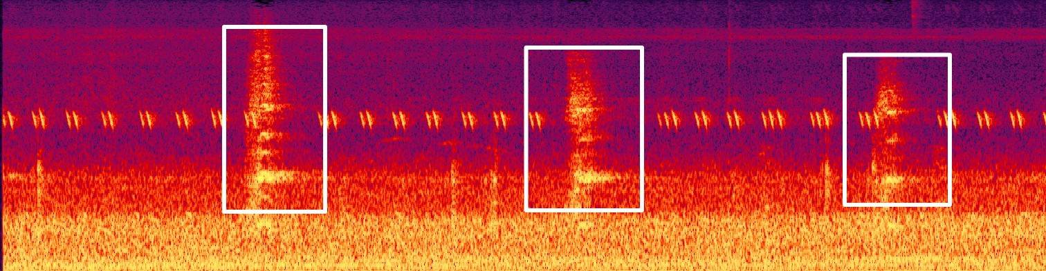 藏不住了！用科技解鎖大灣區(qū)中央濕地萌態(tài)圖鑒