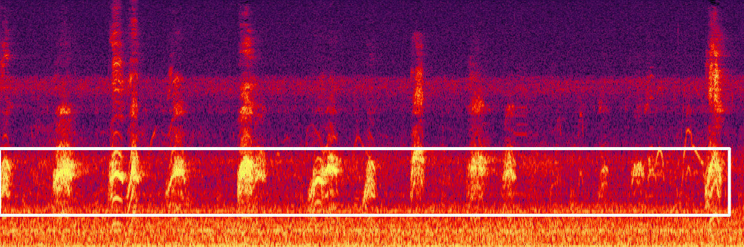 藏不住了！用科技解鎖大灣區(qū)中央濕地萌態(tài)圖鑒