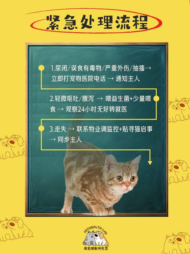 鏟屎官收藏！春節(jié)貓咪留守應(yīng)急清單，對(duì)照準(zhǔn)備