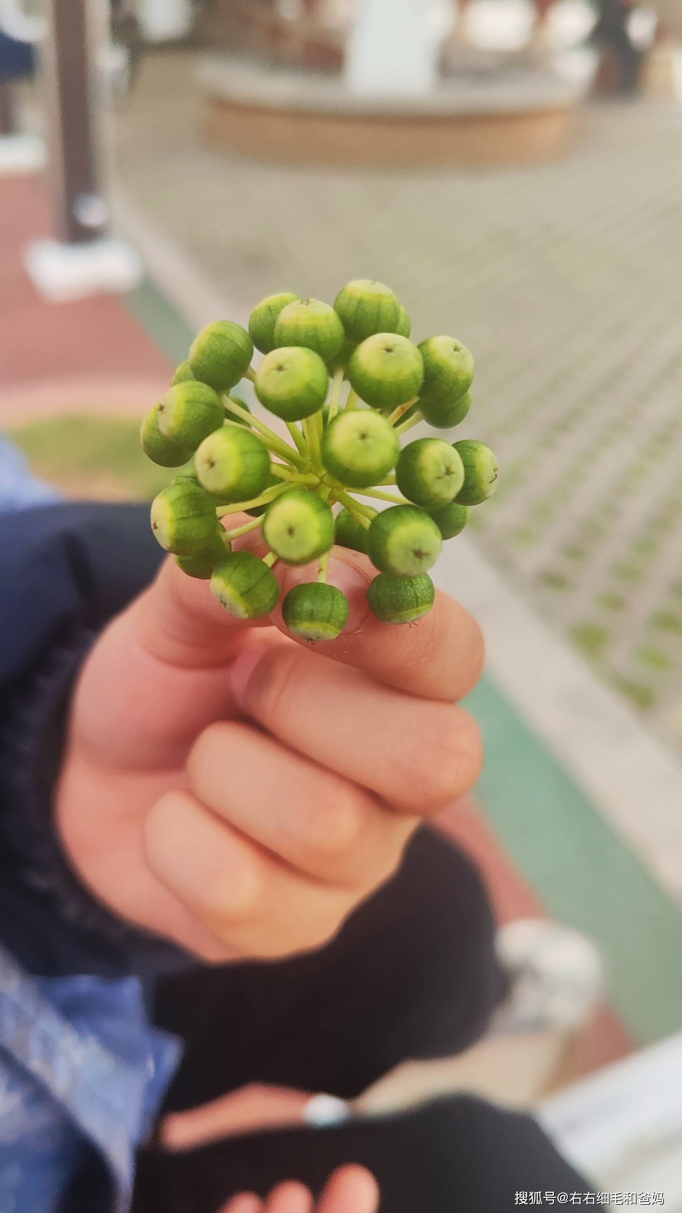 原創(chuàng)跑錯(cuò)方向的“搶跑”教育：公園里、公車上，被“逼”學(xué)習(xí)的5歲娃