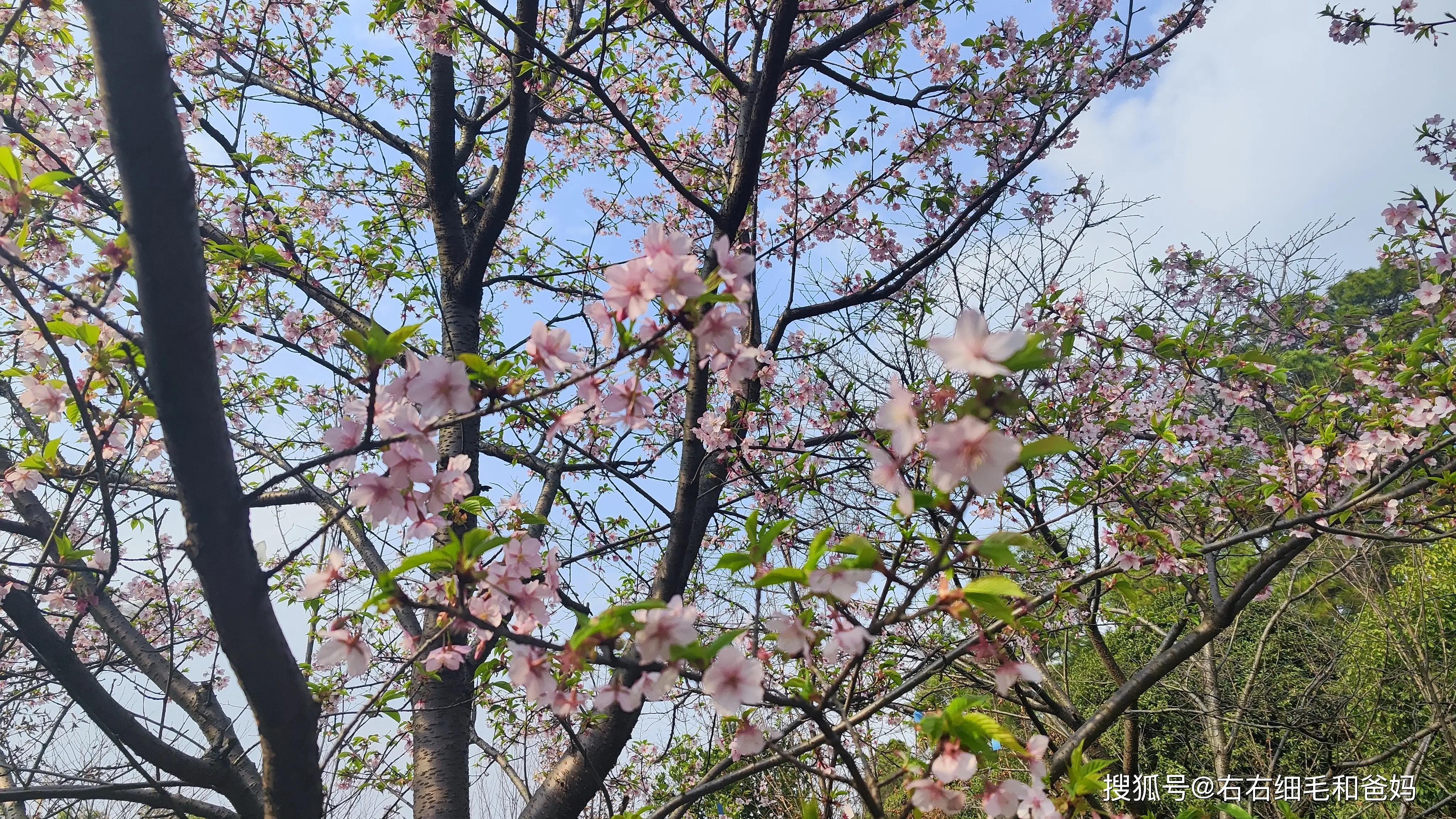 原創(chuàng)跑錯(cuò)方向的“搶跑”教育：公園里、公車上，被“逼”學(xué)習(xí)的5歲娃
