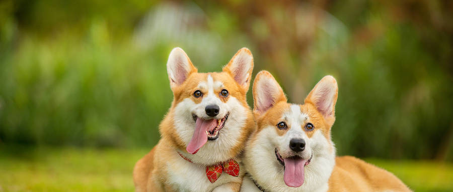 新消費浪潮！動物醫(yī)學(xué)與醫(yī)學(xué)美容技術(shù)，高中生該怎么選？