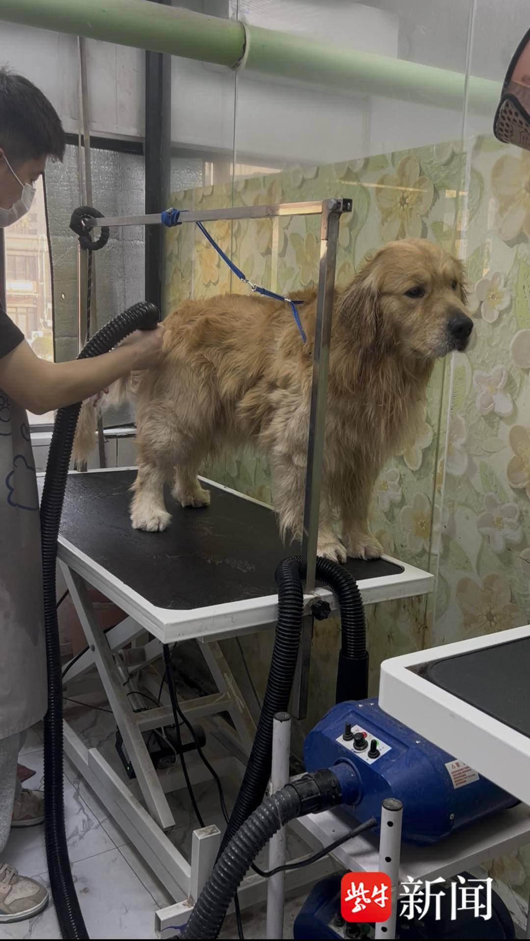 春節(jié)前南京寵物消費(fèi)有多火爆？貓狗有專屬年夜飯、壓歲錢，美容比人類“托尼”還難約