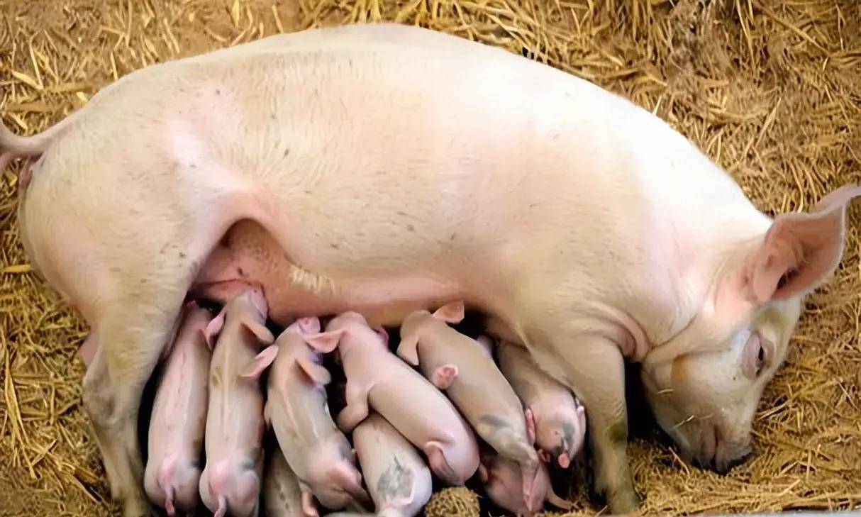 母豬沒奶水怎么快速下奶? 本文有快速有效的方案！