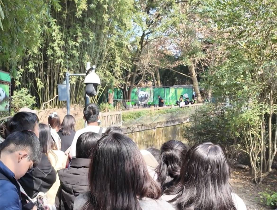 頑童向成都網(wǎng)紅大熊貓扔螺帽，熊貓館緊急閉館大量游客受影響，警方：已對肇事者進行教育