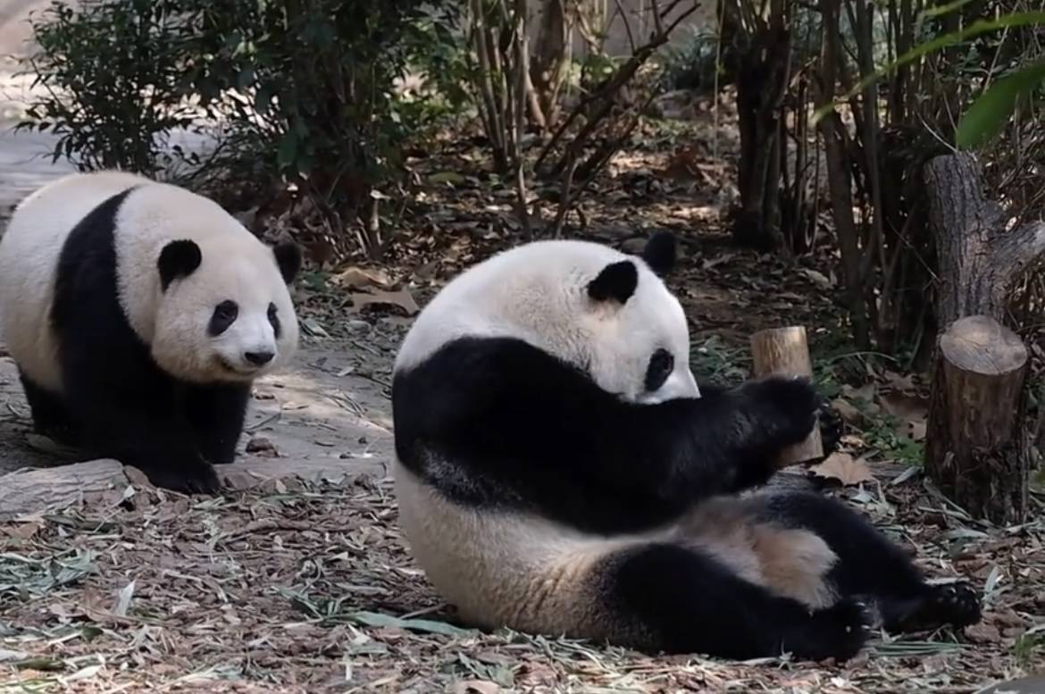 頑童向成都網(wǎng)紅大熊貓扔螺帽，熊貓館緊急閉館大量游客受影響，警方：已對(duì)肇事者進(jìn)行教育