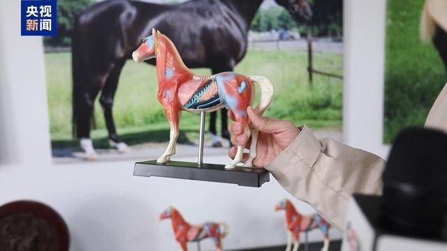 別人家的大學(xué)！青島這所高校開設(shè)“騎馬養(yǎng)馬”專業(yè)，央視關(guān)注