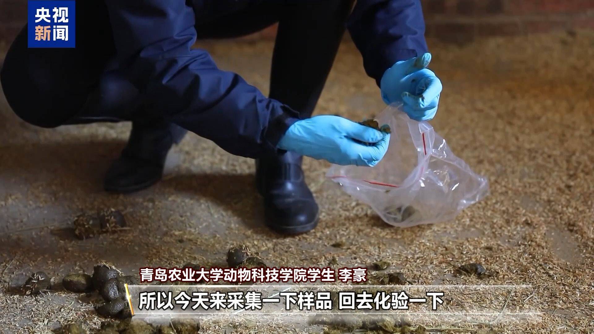 別人家的大學(xué)！青島高校開設(shè)“騎馬養(yǎng)馬”專業(yè)