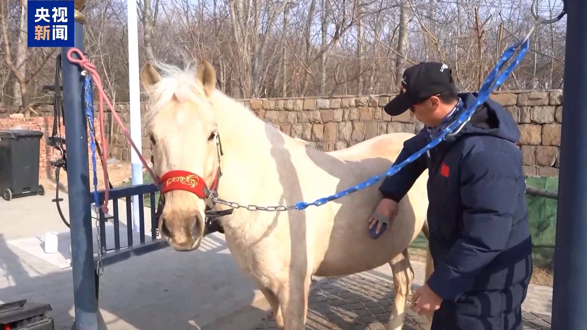 別人家的大學(xué)！青島高校開設(shè)“騎馬養(yǎng)馬”專業(yè)