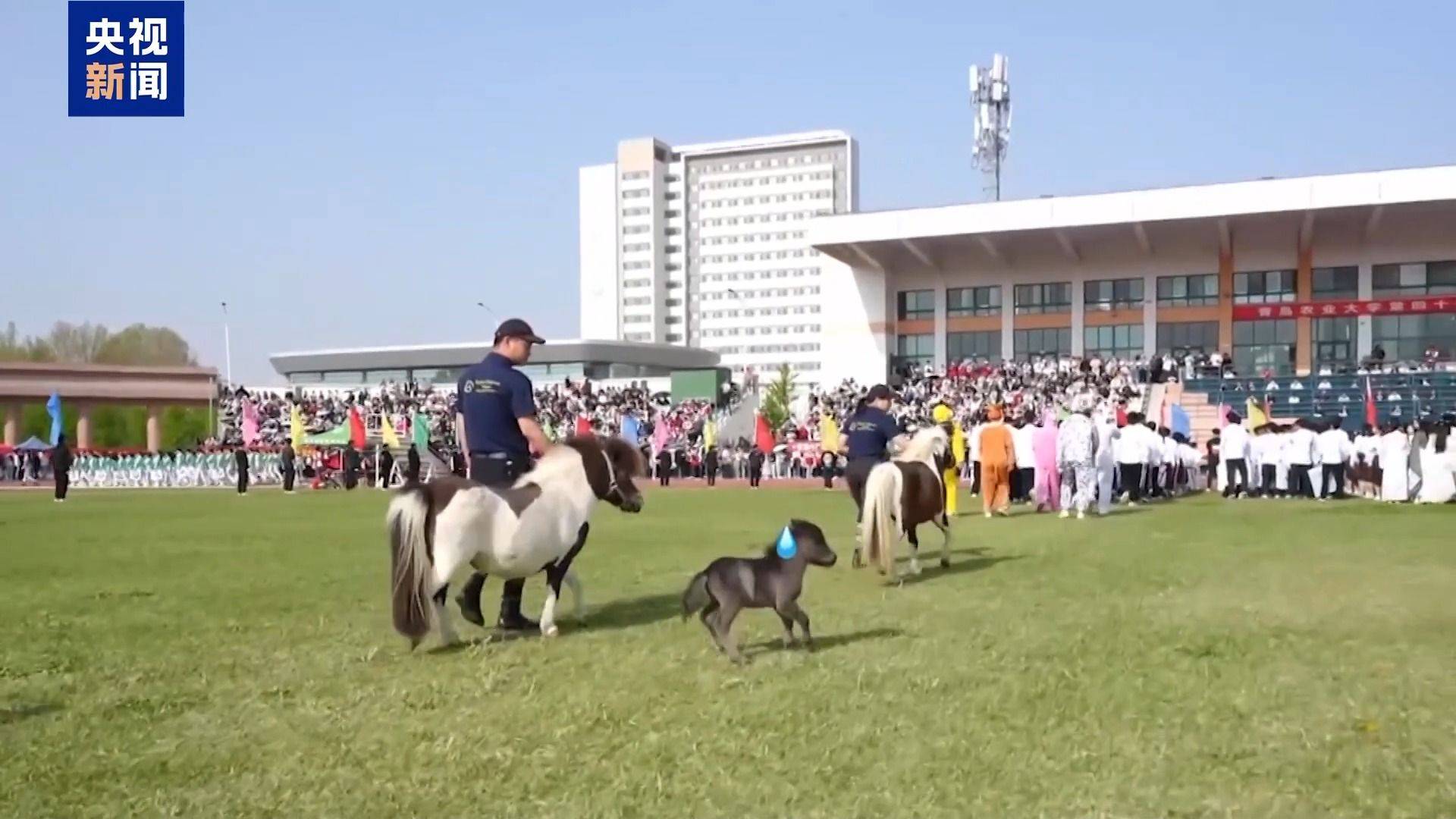 別人家的大學(xué)！青島高校開設(shè)“騎馬養(yǎng)馬”專業(yè)