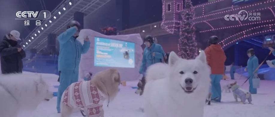 透過“科技旅拍”“電子年貨”“冰雪+寵物”解鎖春節(jié)消費新亮點