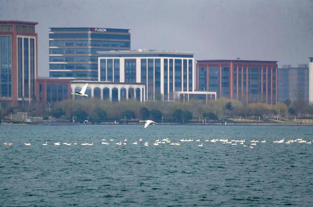 春節(jié)剛過(guò)，“小天鵝旅游團(tuán)”翩躚降臨北龍湖