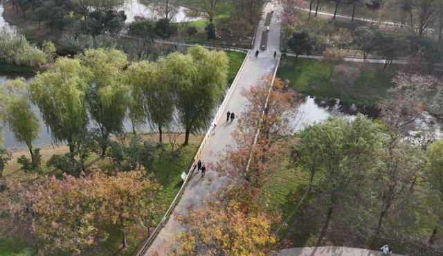 春節(jié)剛過(guò)，“小天鵝旅游團(tuán)”翩躚降臨北龍湖