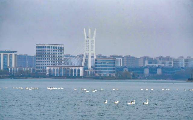 春節(jié)剛過(guò)，“小天鵝旅游團(tuán)”翩躚降臨北龍湖