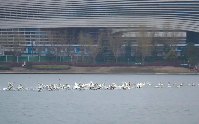 春節(jié)剛過(guò)，“小天鵝旅游團(tuán)”翩躚降臨北龍湖