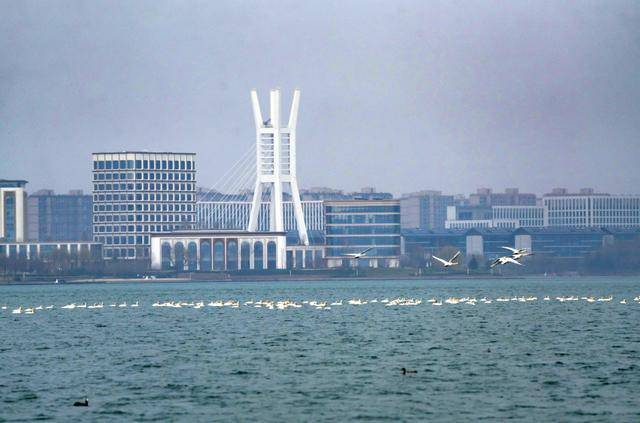 春節(jié)剛過，“小天鵝旅游團(tuán)”翩躚降臨北龍湖