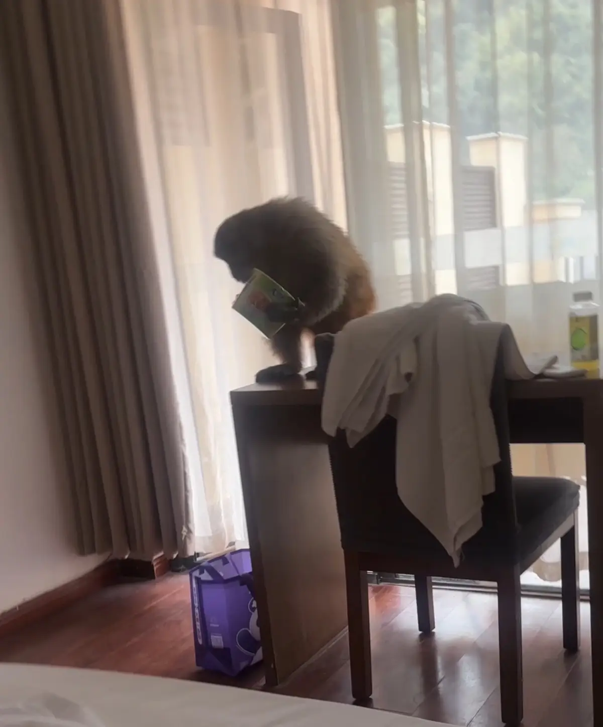 重慶一游客早上餓醒發(fā)現(xiàn)猴子進(jìn)房間“順”走泡面，酒店：景區(qū)猴子偶爾會(huì)來找吃的，提醒過住客要關(guān)好門窗