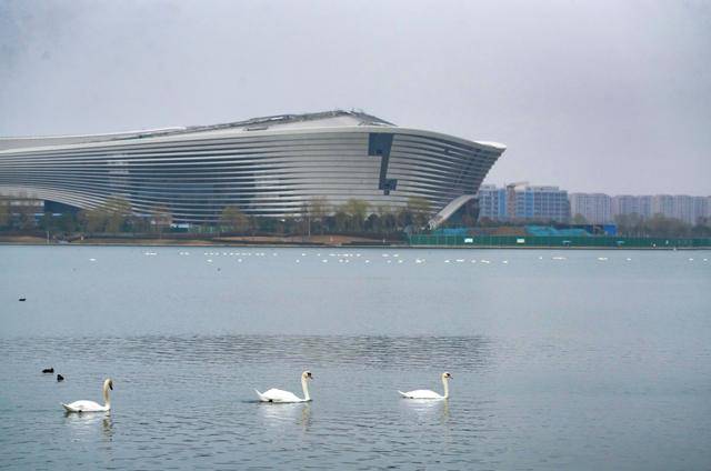 春節(jié)剛過(guò)，“小天鵝旅游團(tuán)”翩躚降臨北龍湖