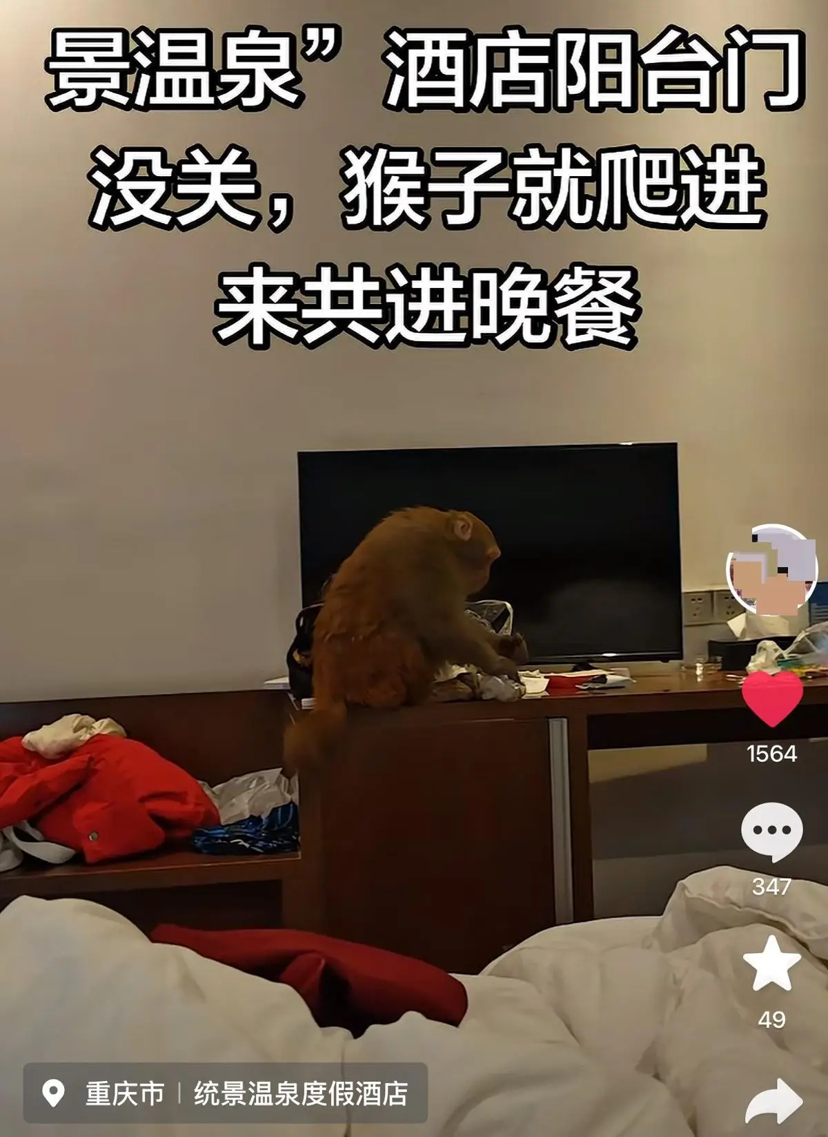 重慶一游客早上餓醒發(fā)現(xiàn)猴子進(jìn)房間“順”走泡面，酒店：景區(qū)猴子偶爾會(huì)來找吃的，提醒過住客要關(guān)好門窗