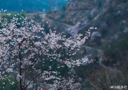 收藏春日！打卡春天里的大美中國(guó)