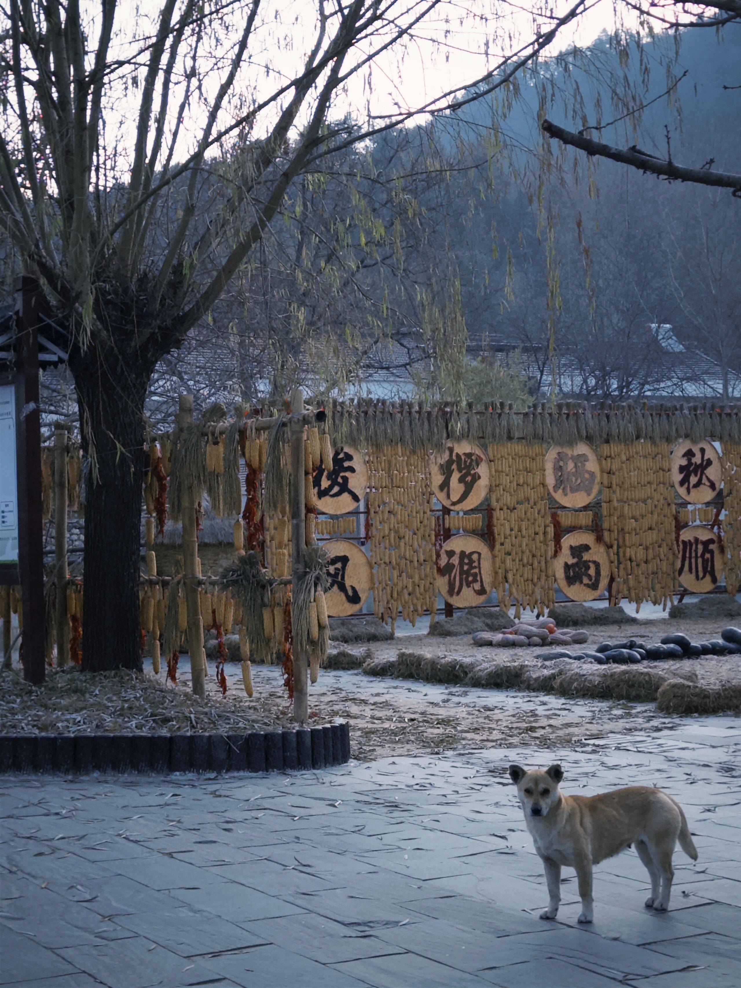 留壩新年美食大賞，哪一道最夯？
