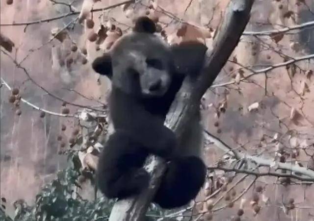 你是去挖煤了嗎？