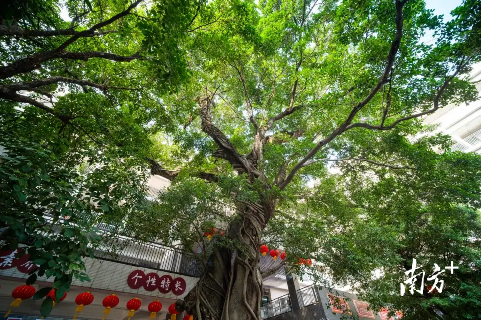 東莞這所小學(xué)120歲了，你對(duì)它了解多少？