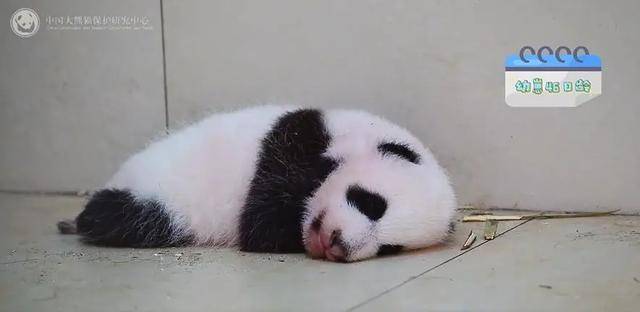 你是去挖煤了嗎？