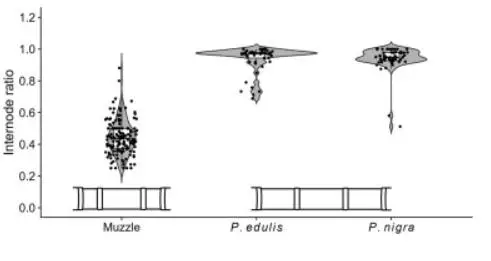 原創(chuàng)《鬼滅之刃》隱藏BUG？日本大學(xué)論文證實(shí)彌豆子竹子“不科學(xué)”