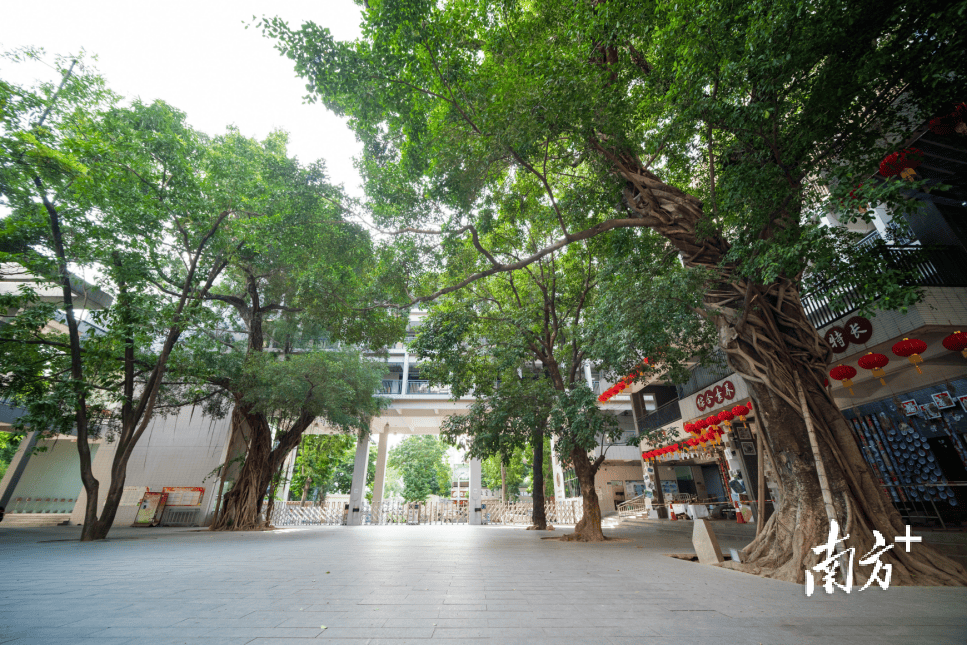 @莞城中心小學校友，母校喊你回家，共赴百廿之約