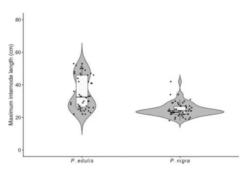 原創(chuàng)《鬼滅之刃》隱藏BUG？日本大學(xué)論文證實(shí)彌豆子竹子“不科學(xué)”