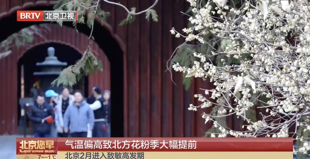 北京花粉季提前！過敏的人，今年要格外小心，收藏這份防護指南——