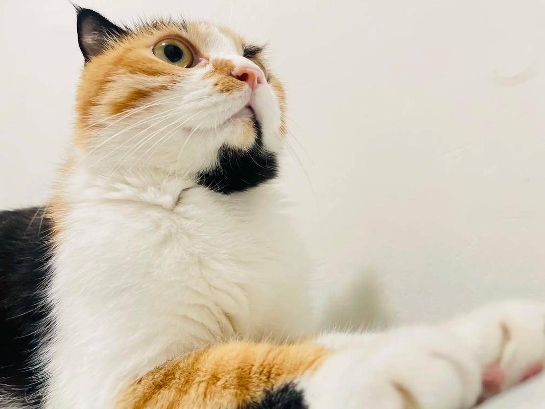 貓咪太瘦不長(zhǎng)肉？這幾款增肥發(fā)腮的優(yōu)質(zhì)貓糧，快收藏！