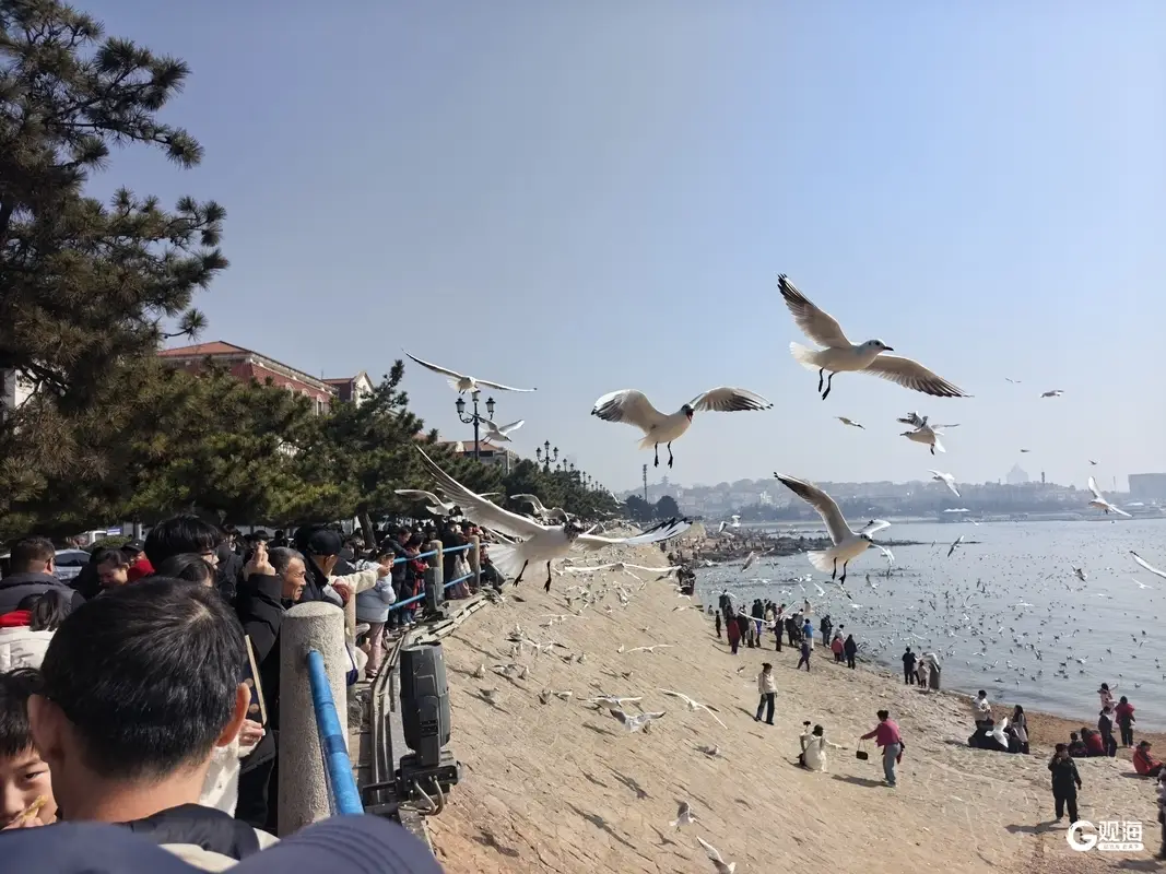 春節(jié)假期過(guò)后，青島老城文化旅游區(qū)依然“人從眾”