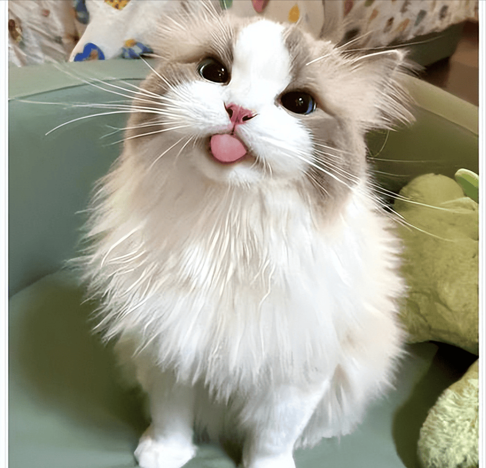 貓咪太瘦不長(zhǎng)肉？這幾款增肥發(fā)腮的優(yōu)質(zhì)貓糧，快收藏！