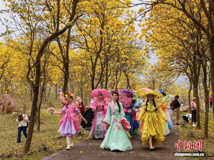 廣西南寧青秀山黃花風(fēng)鈴旅游季啟幕