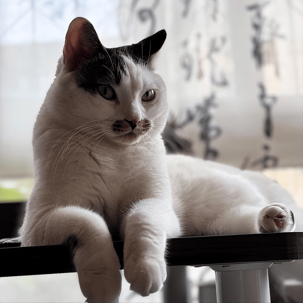 貓咪太瘦不長肉？這幾款增肥發(fā)腮的優(yōu)質(zhì)貓糧，快收藏！