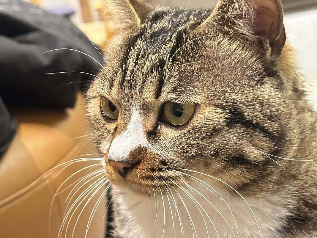 貓咪太瘦不長(zhǎng)肉？這幾款增肥發(fā)腮的優(yōu)質(zhì)貓糧，快收藏！