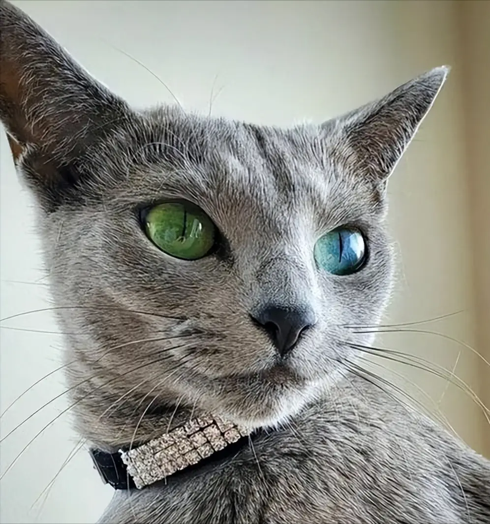 貓咪太瘦不長(zhǎng)肉？這幾款增肥發(fā)腮的優(yōu)質(zhì)貓糧，快收藏！