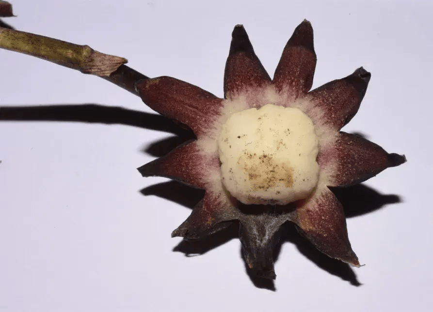 “寶華月季”之后，“炸糊的花生米戴黃帽”又火了！網(wǎng)友：起名這塊沒輸過