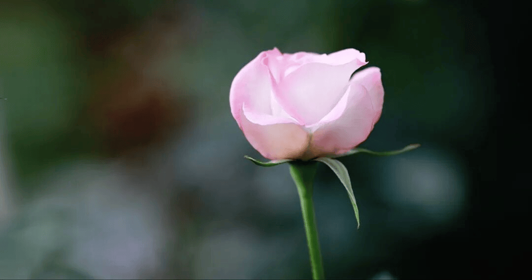 “寶華月季”之后，“炸糊的花生米戴黃帽”又火了！網(wǎng)友：起名這塊沒輸過