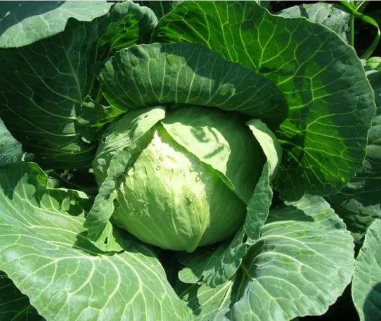 原創(chuàng)關(guān)于初學(xué)者對鹵水認識的誤區(qū)，主要是這3點，值得收藏！