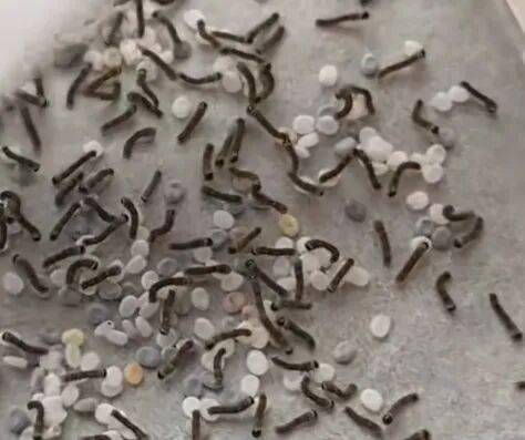 武平這種天然美食快要上線了，你多久沒吃了？